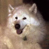 Американская эскимоская собака