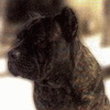 Канне корсо (Корсиканская собака)